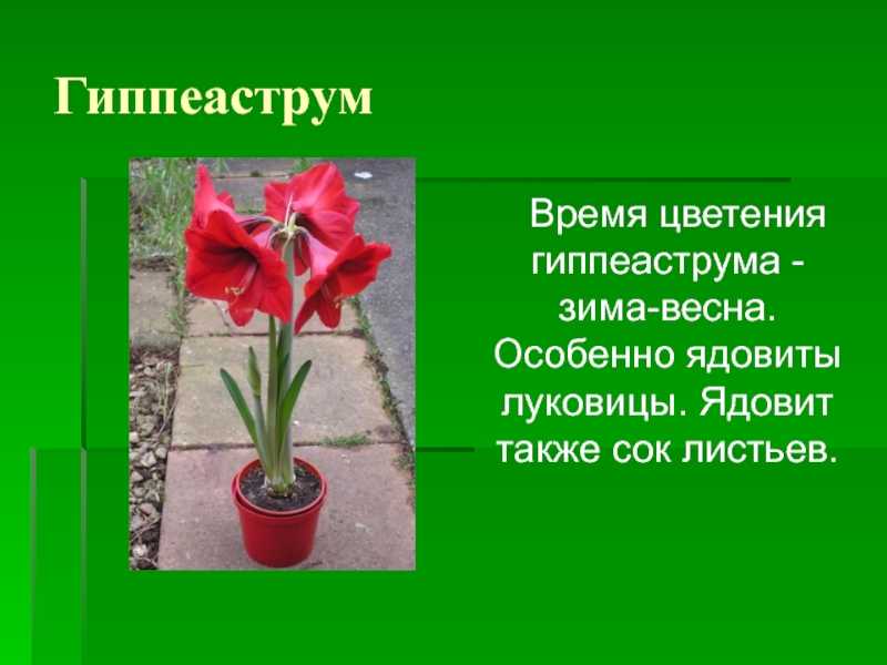 Амариллис Описание