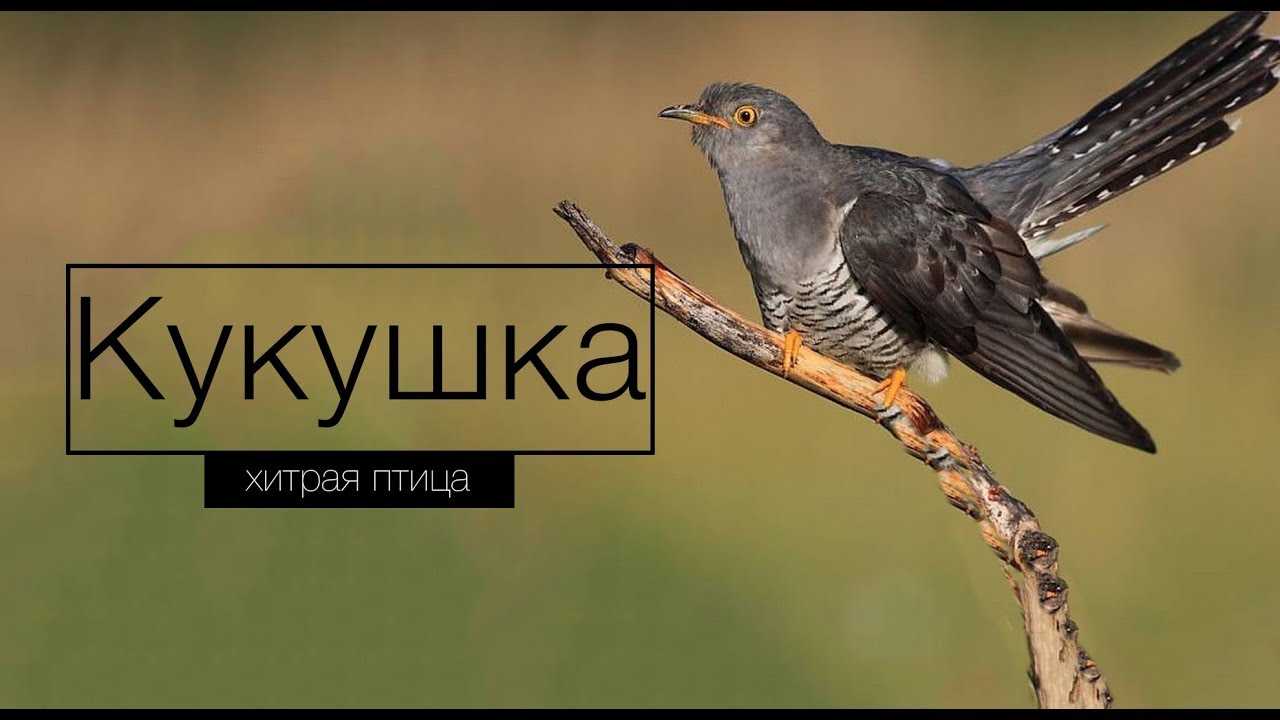 Чем плачет кукушка