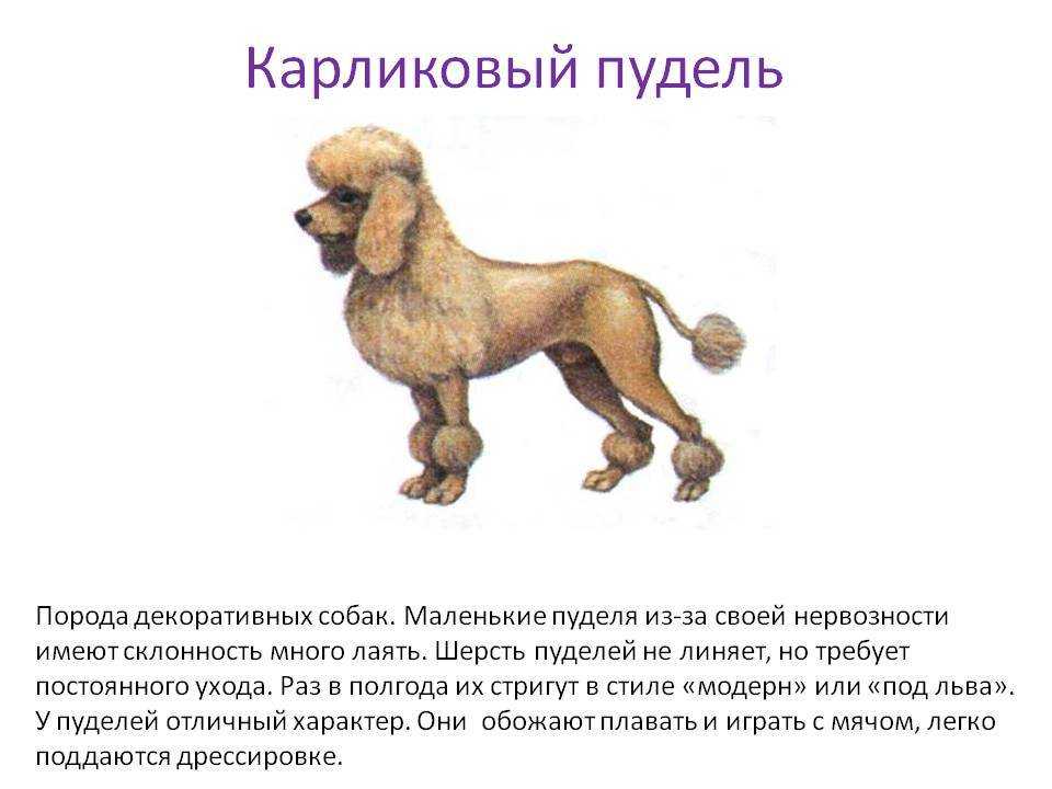 Той-пудель: описание породы, правила ухода, характер