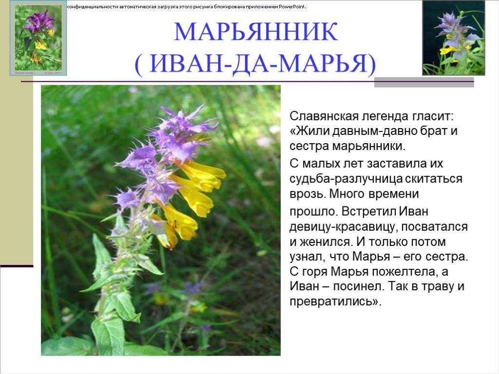 Растение иван-да-марья: легенды о появлении цветка, описание и лечебные свойства