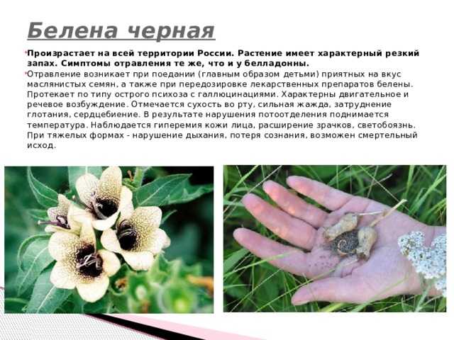 Белена черная (белая, богемская). ядовитые и лекарственные растения (фото, биологические и лечебные свойства)