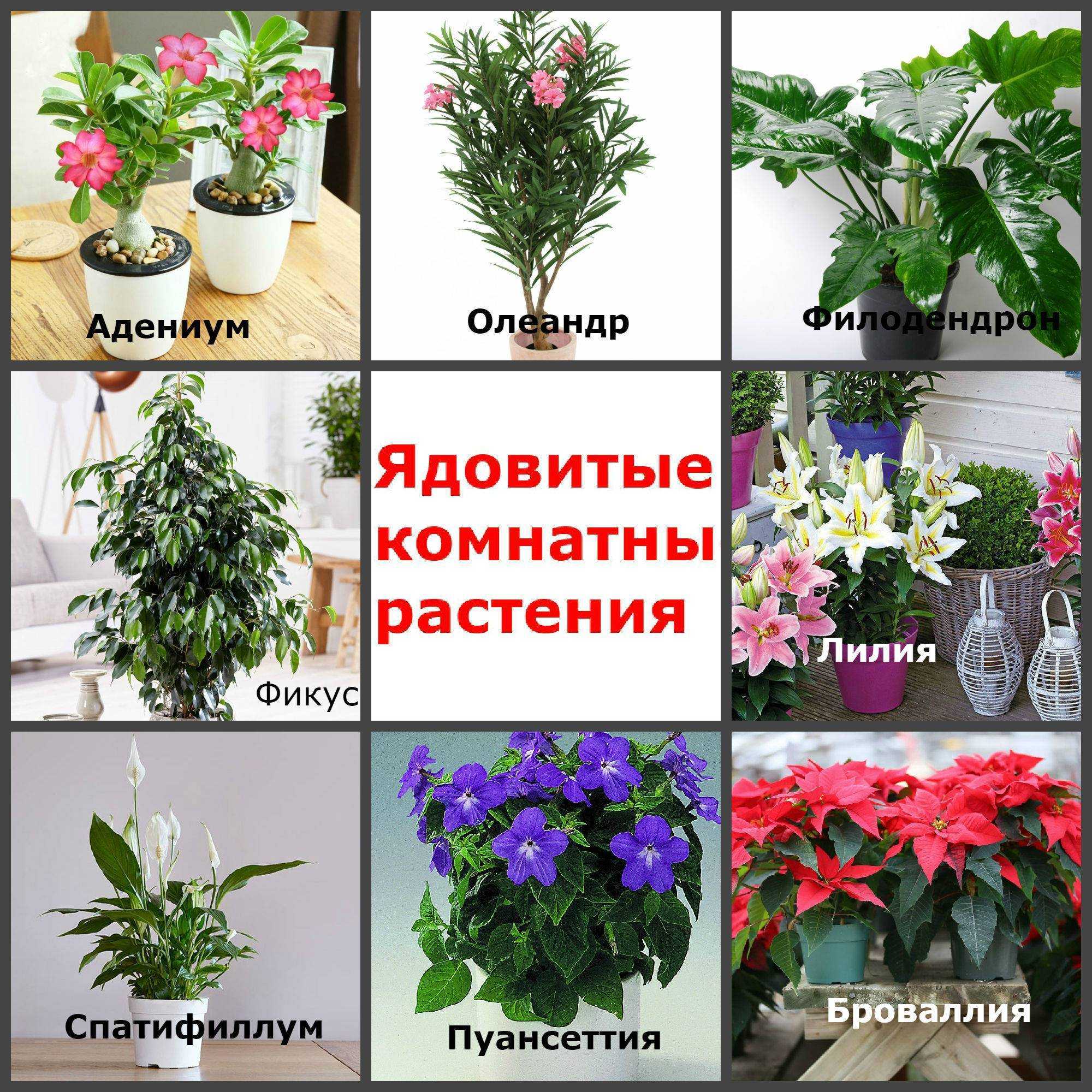 Низкорослые садовые цветы (53 фото): многолетники, цветущие все лето, красивые сорта, мелкие газонные