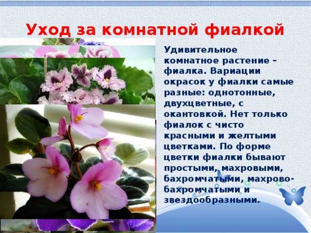 Фиалка зефир, описанние сорта и уход