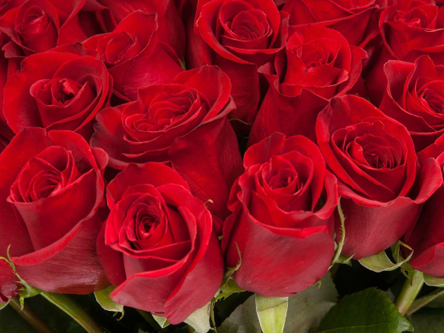 Картинки розы. Роза Фридом. Бордовая роза Эквадор. Роза Эквадор секси ред. Алые розы Эквадор.