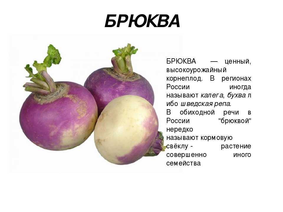 В чем разница между репой и редькой