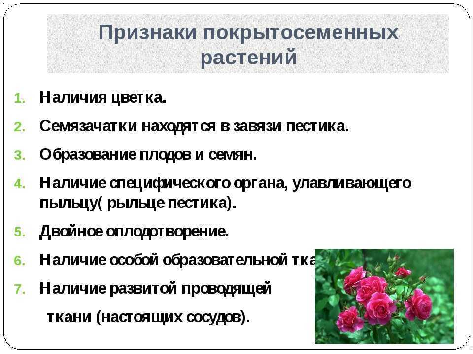 Отдел покрытосеменные общая характеристика и значение 6 класс пономарева презентация