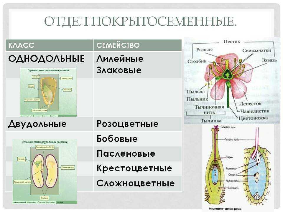 Проект классификация цветковых растений