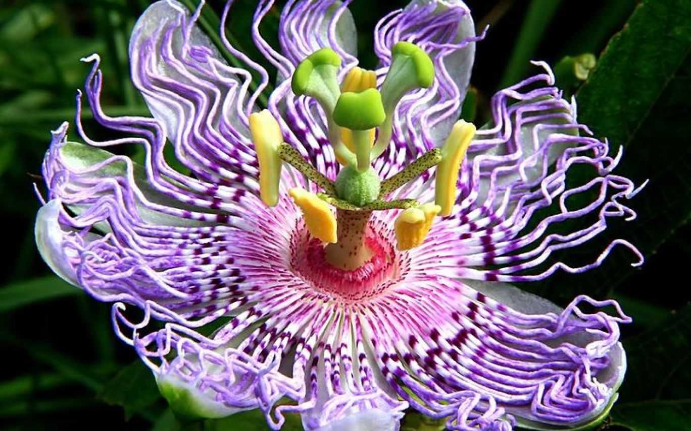 самый нежный цветок в мире фото название