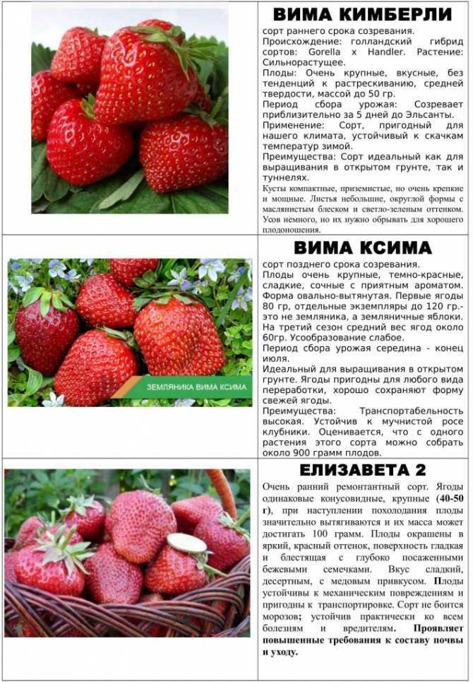 Клубника с розовыми цветами – сорта, особенности разведения и выращивания клубники (видео и 100 фото)