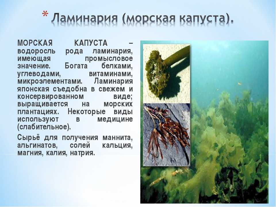 Морские водоросли вред