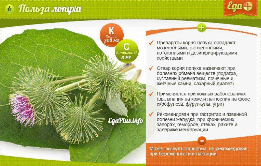 Растение лопух: фото, сорта, лечебные свойства и противопоказания