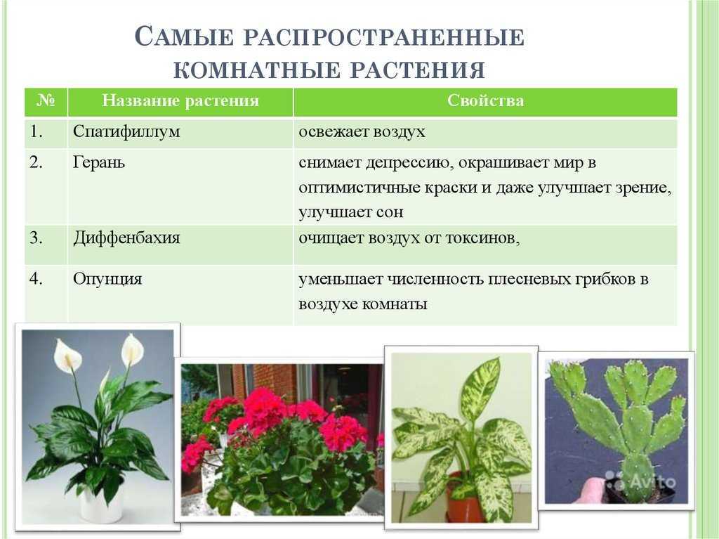 Можно такое растение черепахе сухопутной? 2020 Черепахи ВКонтакте