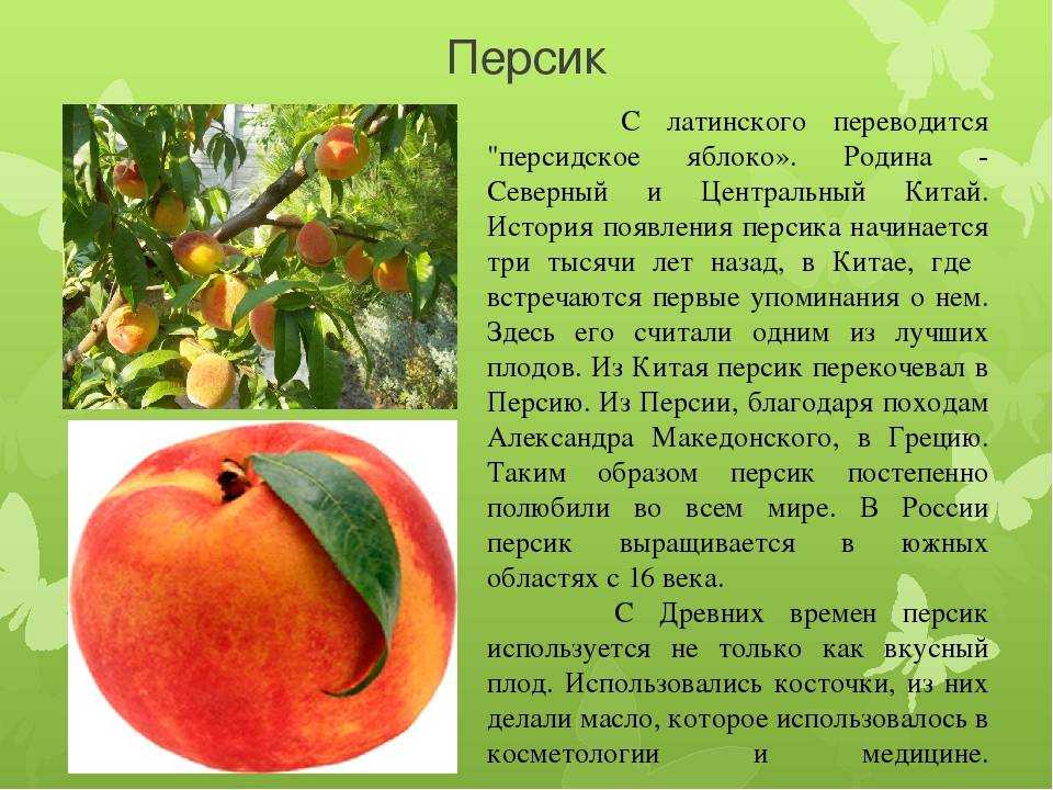 Выращиваем фруктовое дерево персик на приусадебном участке