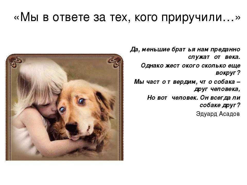 Сочинение мой четвероногий друг (3, 4, 5 класс)