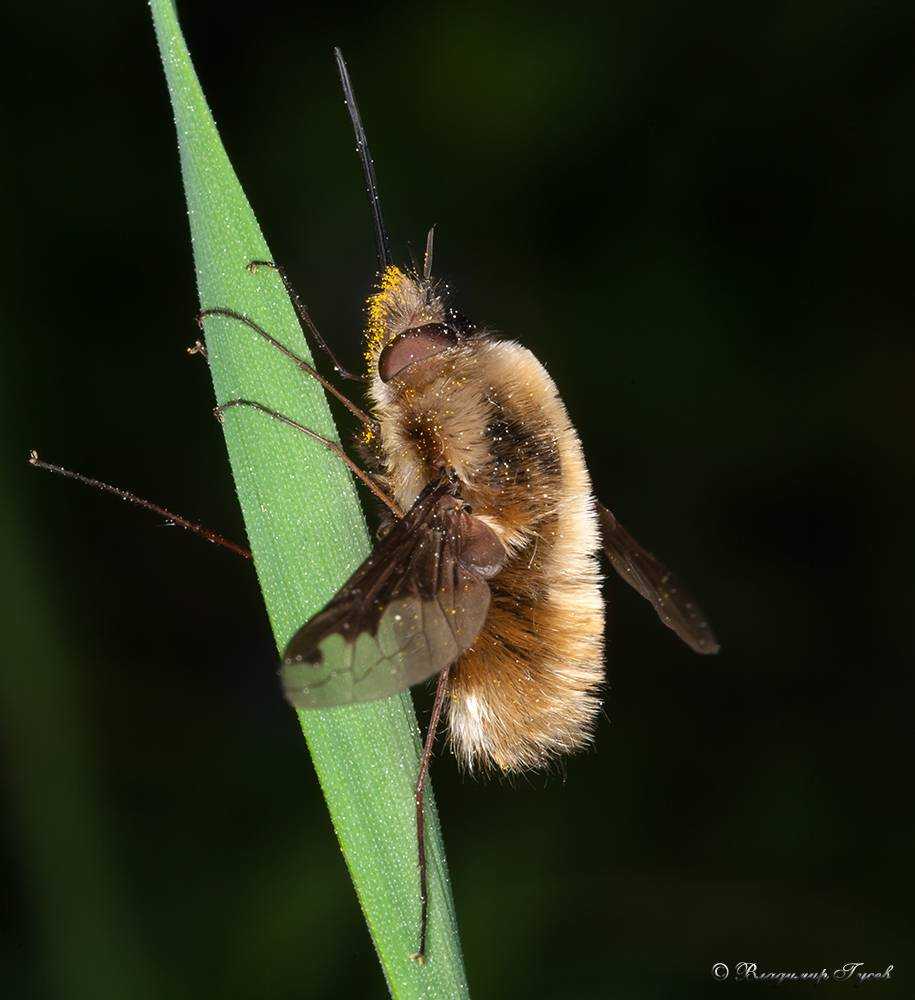 Жужжание пчел - причины возникновения звука и как пчелы его используют