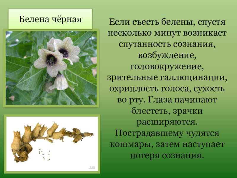 Белена – ядовитое растение или средство от всех болезней?