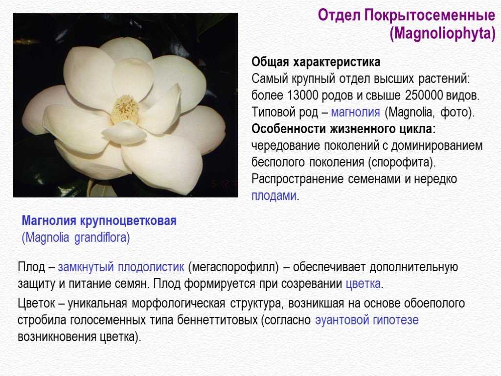 Покрытосеменные растения (цветковые) - виды и примеры, признаки, размножение, строение и функции