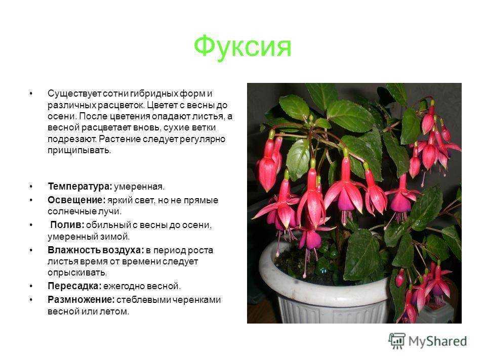 Фуксия (50 фото) - виды, посадка и правильный уход