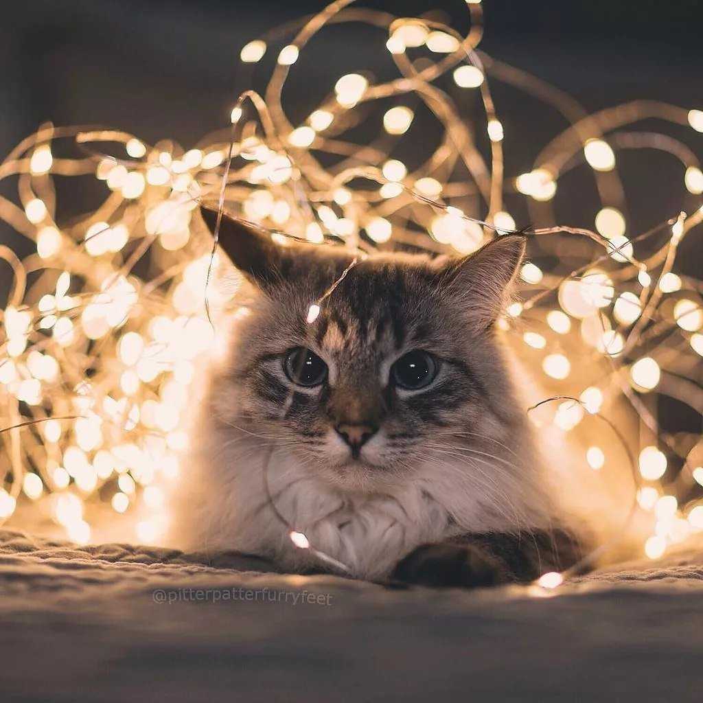Cottagecore | эстетика вики | fandom