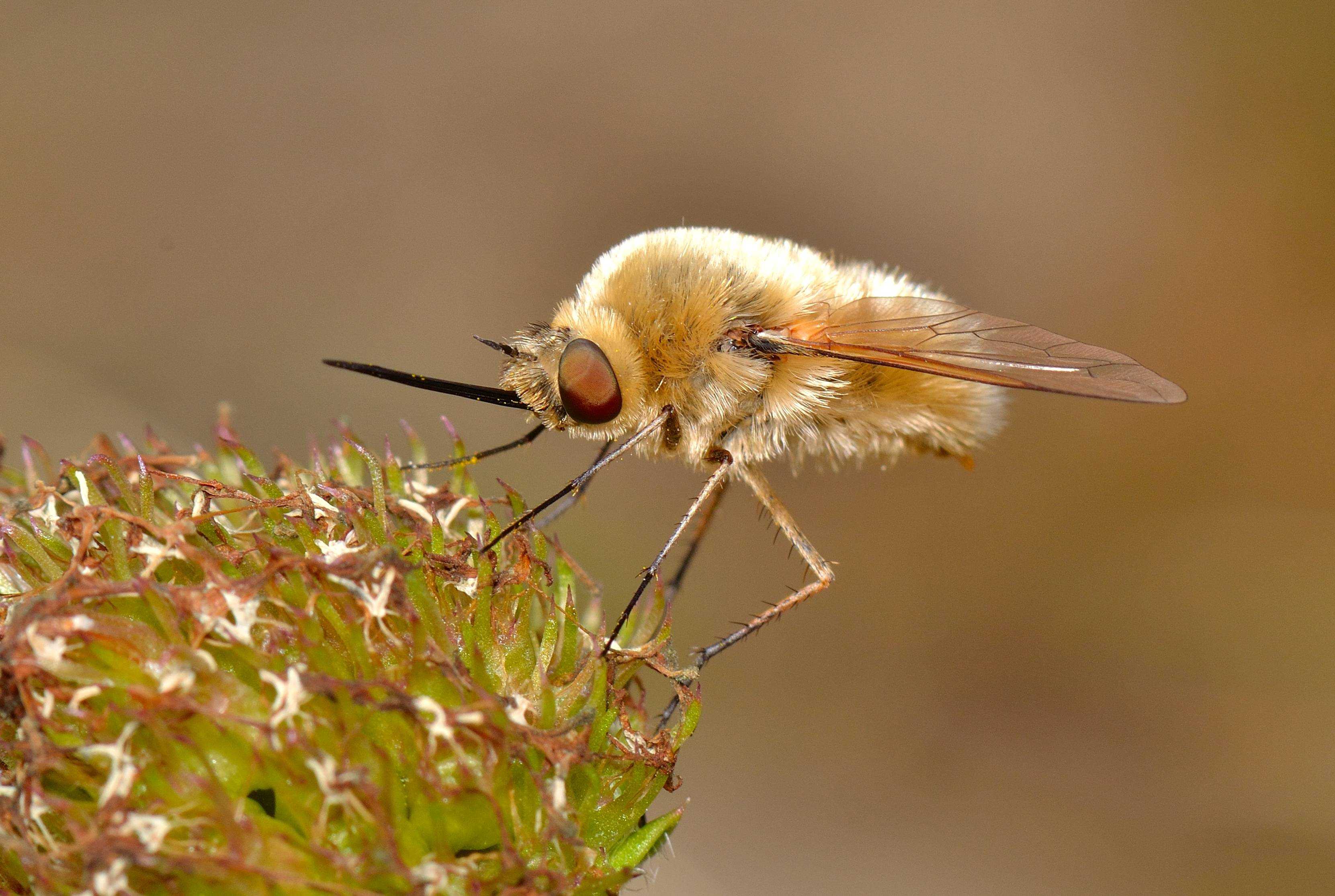 Пчелы-плотники — чем опасны и как от них избавиться? фото — ботаничка