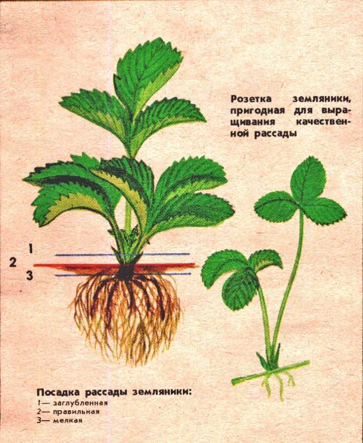 Как из клубники сделать сердечко на торт