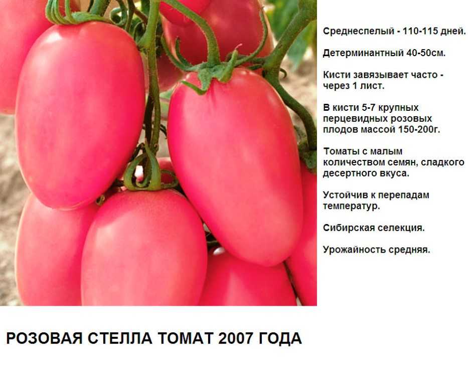 Томат десертный розовый: характеристика и описание сорта с фото, рекомендации по выращиванию