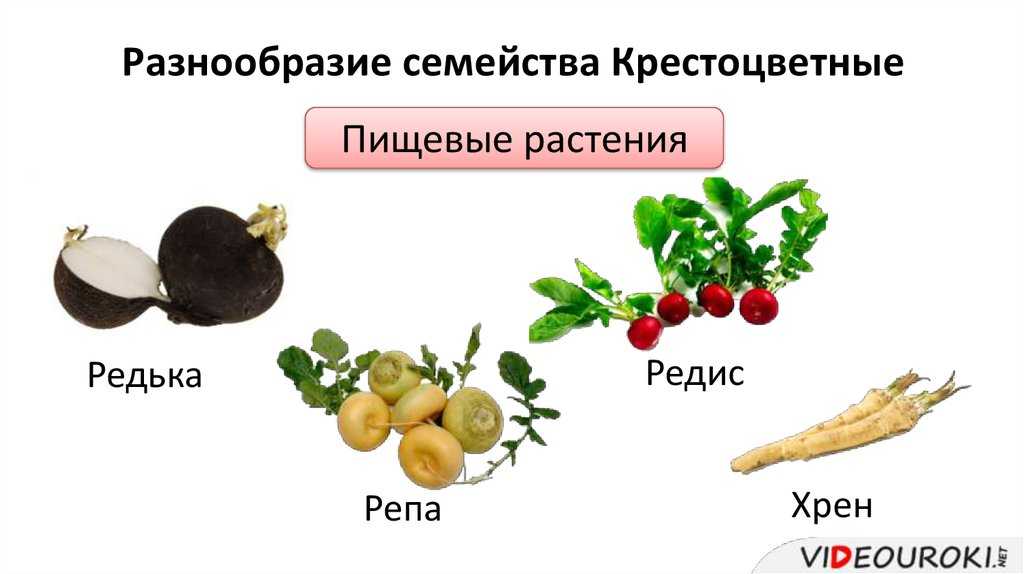 Как нарисовать морской огурец карандашом. как нарисовать огурец поэтапно? редиска и репка – поэтапное рисование с детьми овощей