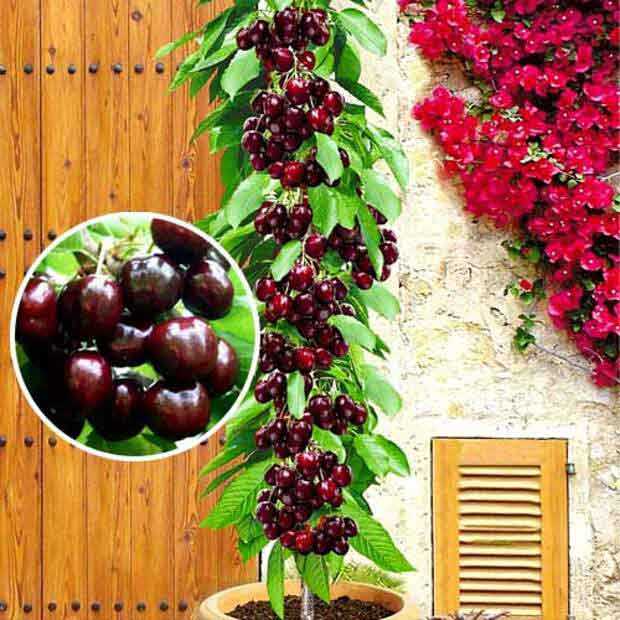 Лучшие сорта вишни для сибири - 25 самых крупных, вкусных, сладких