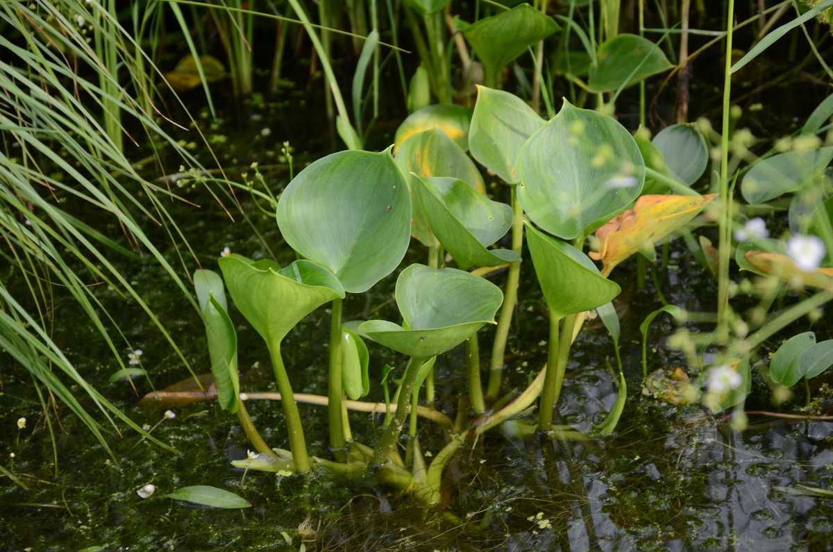 Растения обитающие на болоте. Растение белокрыльник болотный. Растение Белозор болотный. Криофитные болотные растения. Растения растущие на болотах.