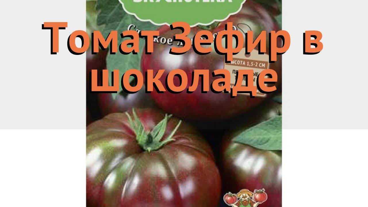 Томат шоколадный отзывы фото урожайность характеристика. Сорт помидор зефир в шоколаде. Томат зефир в шоколаде семена. Сорт томатов зефир в шоколаде. Помидоры сорт зефир.