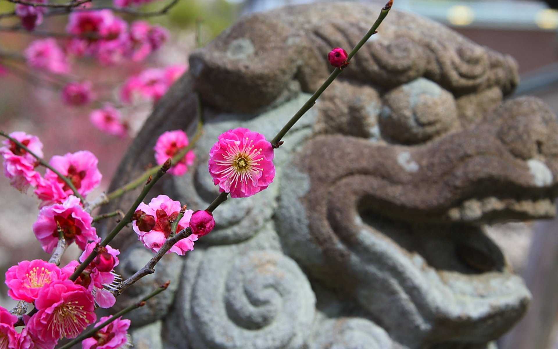 цветы в японии названия