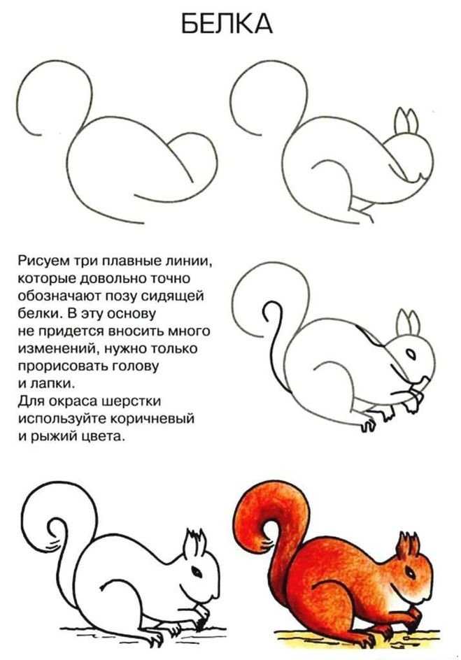Как нарисовать белку карандашом поэтапно – как нарисовать белку карандашами и ручкой поэтапно >> библиотека рисования по шагам уроки рисования для начинающих, мультики, раскраски.