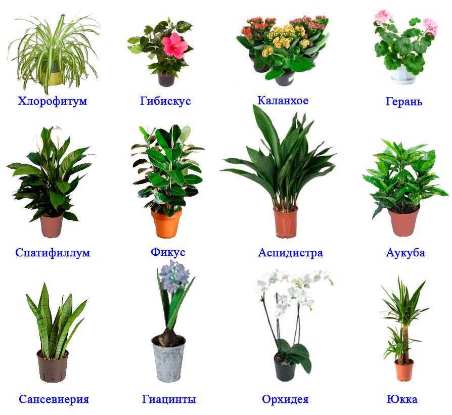 Красивые названия цветов растений