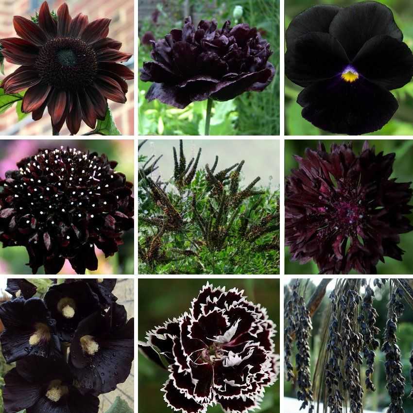 Разные названия черного цвета. Черные садовые цветы. Чёрные цветы названия. Черный цветок растение. Цветы темного цвета.