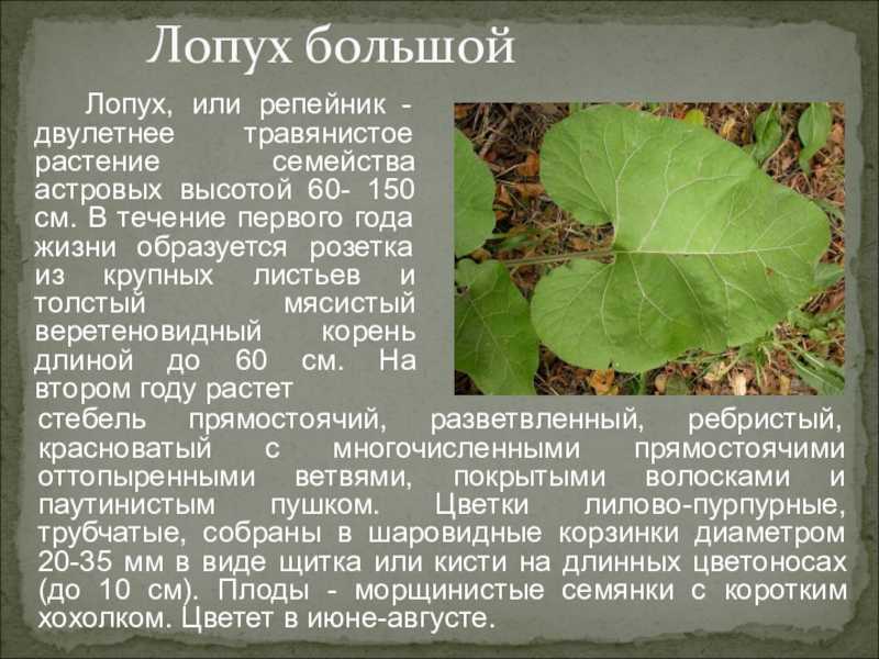 Многолетние цветы для дачи и сада, 40 неприхотливых и долгоцветущих