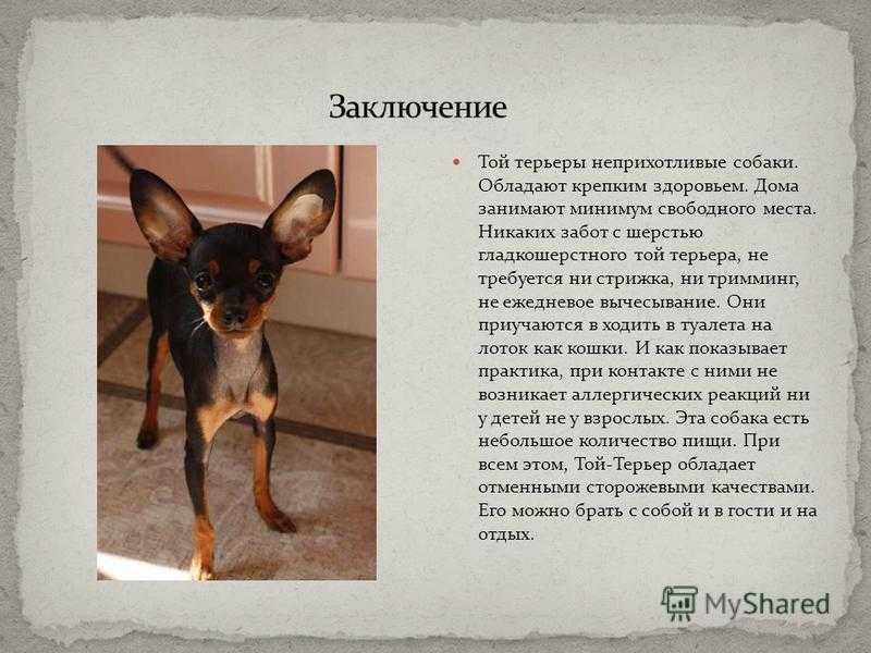 Все о той терьер мини: характеристика, описание стандарта уход, и особенности содержания