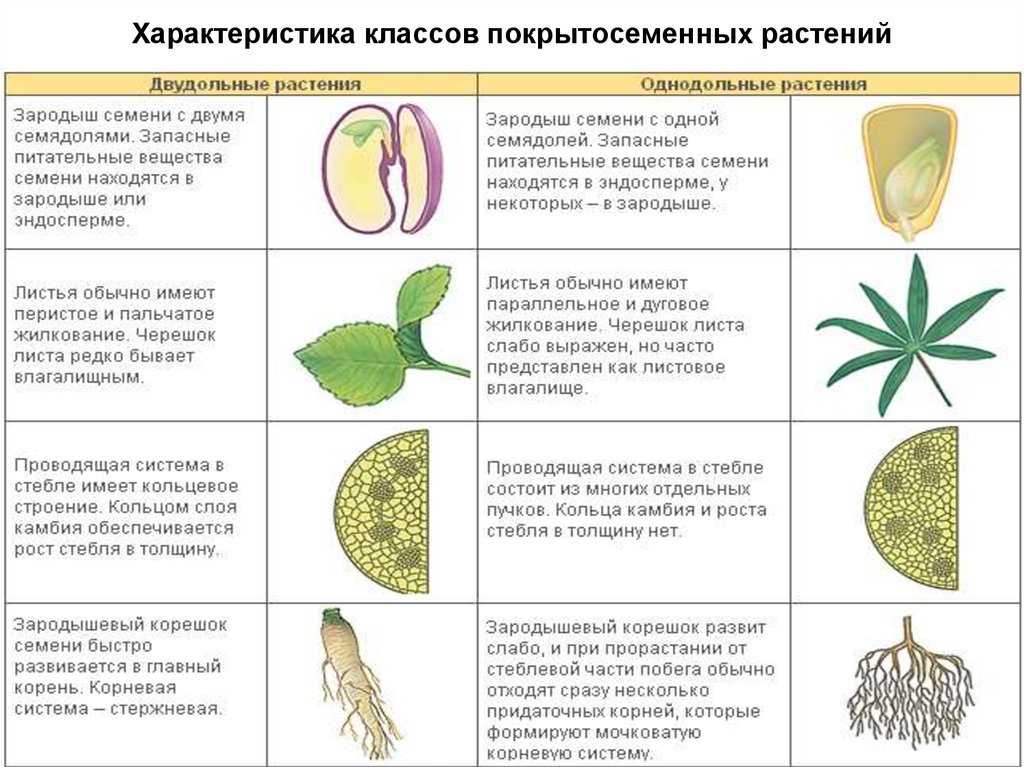 Сравнение классов однодольные и двудольные. Признаки однодольных и двудольных. Признаки однодольных и двудольных растений. Признаки характерные для класса однодольных растений. Признаки двудольных растений таблица.