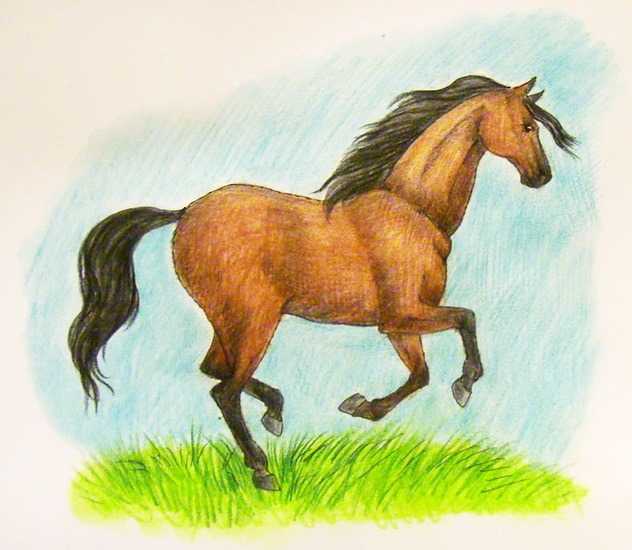 12 простых способов, как нарисовать лошадь карандашом