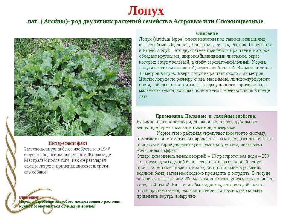 Лекарственное растение лопух большой: фото, лечебные свойства, народные рецепты применения для терапии заболеваний