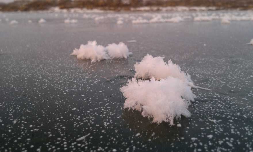Кувшинка, роза воды, водное растение, озёрная роза, пруд, цвести, цветение, червеобразная желтая | piqsels