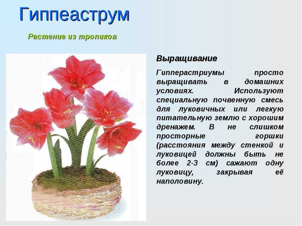 Цветы похожие на граммофон как называются. кампсис — декоративная лиана