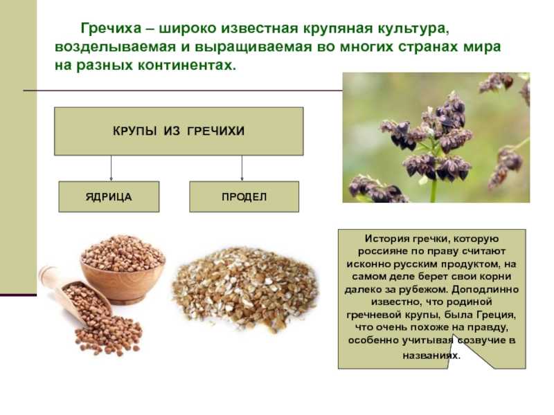 Сказка гречиха читать онлайн с картинками полностью, андерсен г. х.