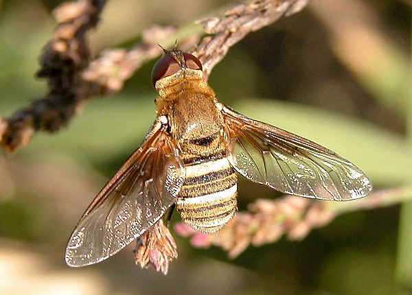 К чему снится  пчела во сне — по 90 сонникам! если видишь во сне пчела что значит?