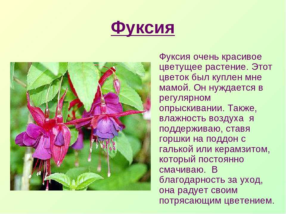 Фуксия выращивание и уход в домашних условиях: все тонкости