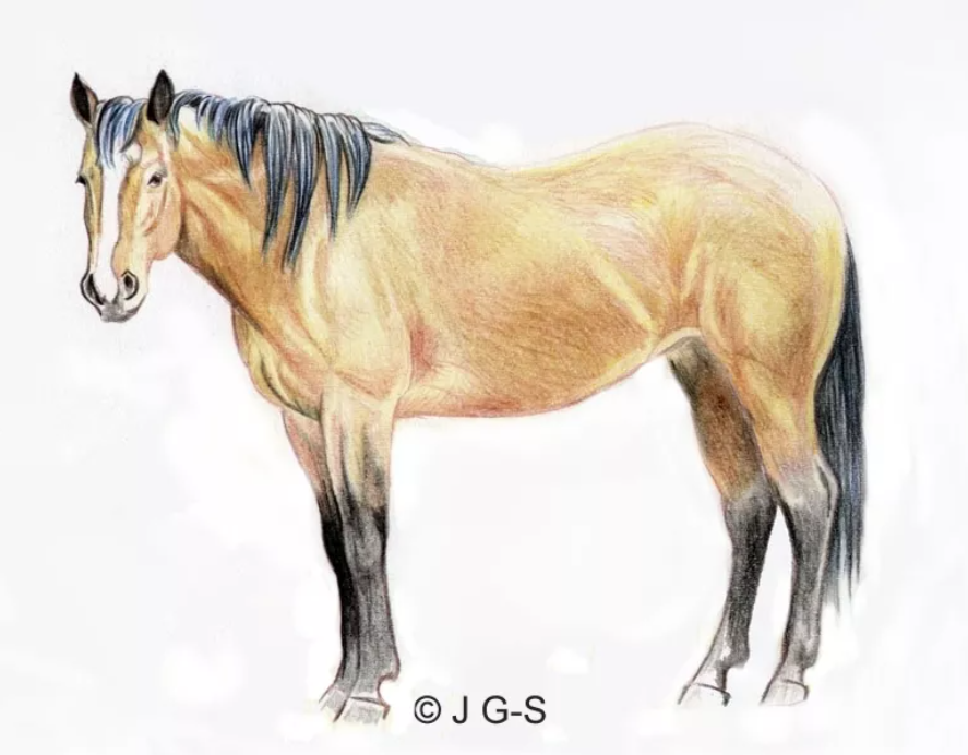Как нарисовать лошадь - wikihow