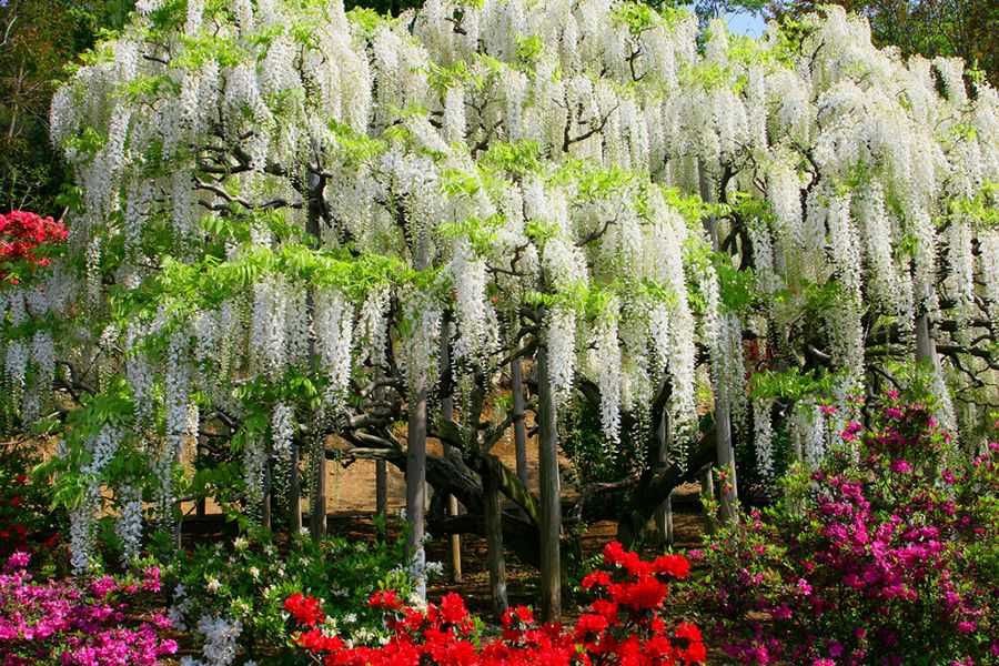 Самые красивые цветущие деревья европы и как их определить - руки-в-боки