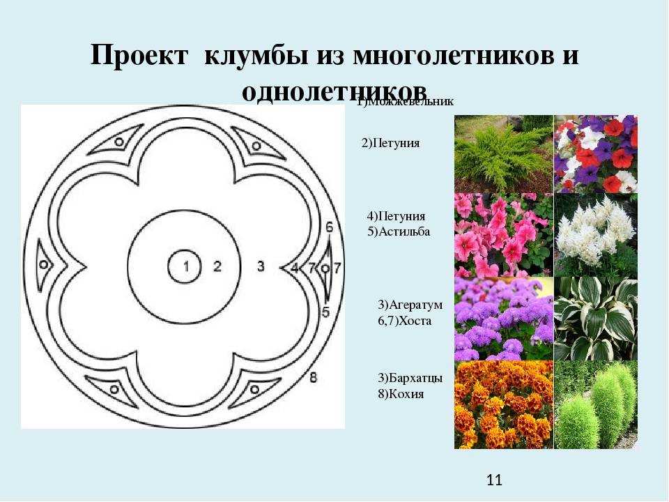 Проект посадка цветов в детском саду