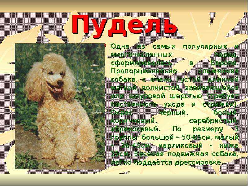 Той пудель: уход за той пуделем, содержание, щенки (фото)