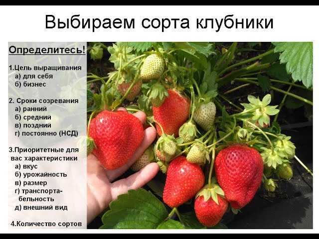 Какой сорт выбрать