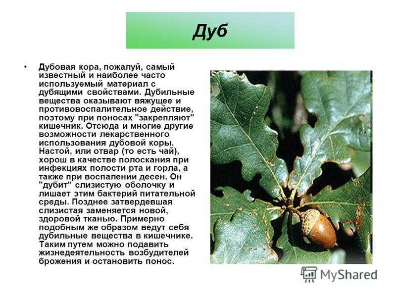 Дубовая листовертка: методы борьбы и профилактики